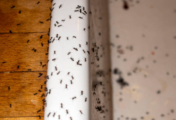 Best Best Pest Control Companies  in Woodland Hills, UT