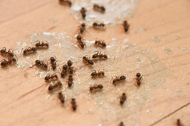 Best Pest Removal Services  in Woodland Hills, UT